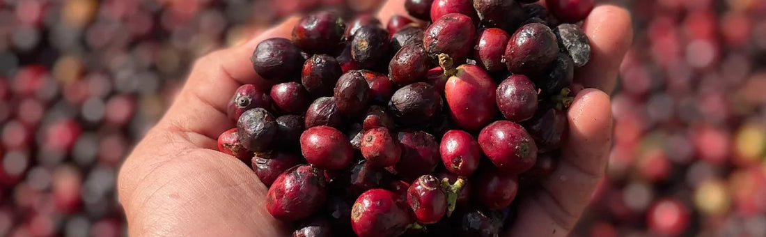Introducing Our First-Ever Robusta from Kerehaklu Estate