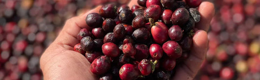 Introducing Our First-Ever Robusta from Kerehaklu Estate